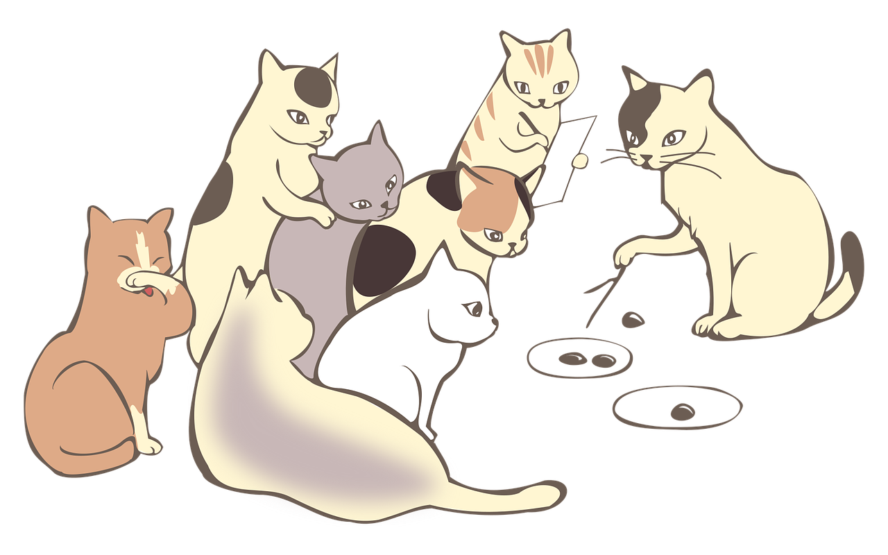 cat classroom